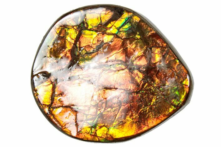 Flashy Ammolite (Fossil Ammonite Shell) - Rainbow Colored #357648